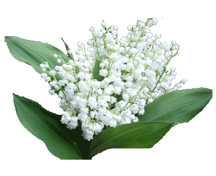 Muguet